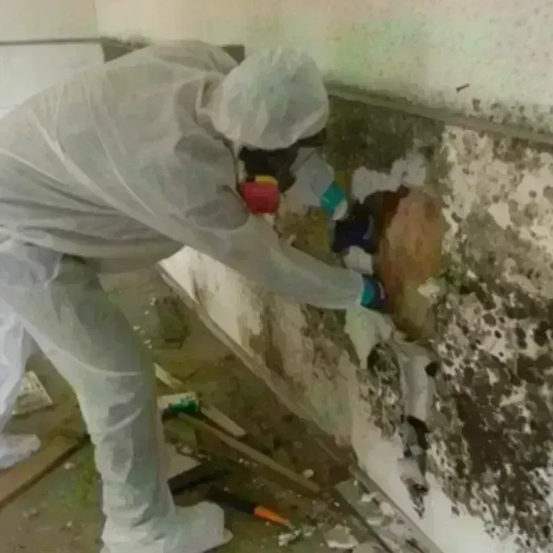 Mold Remediation and Removal in Richlandtown, PA